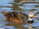 White-Winged Duck (WWT Slimbridge May 2015) - pic by Nigel Key